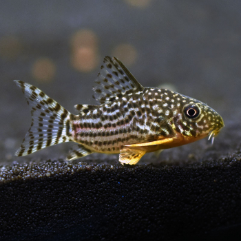 Sterbas Panzerwels, Corydoras sterbai